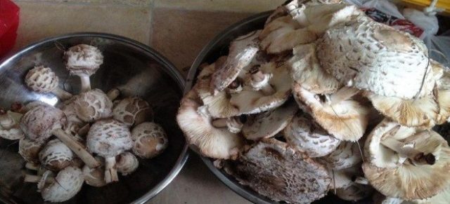 Mushroom umbrella: how to cook for the winter, recipes with photos