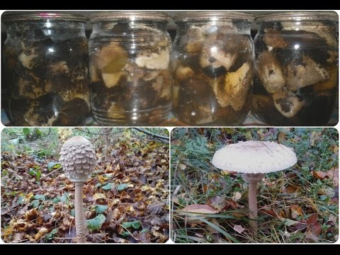 Mushroom umbrella: how to cook for the winter, recipes with photos