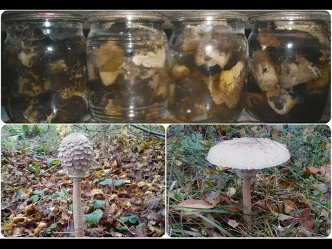 Mushroom umbrella: how to cook for the winter, recipes with photos