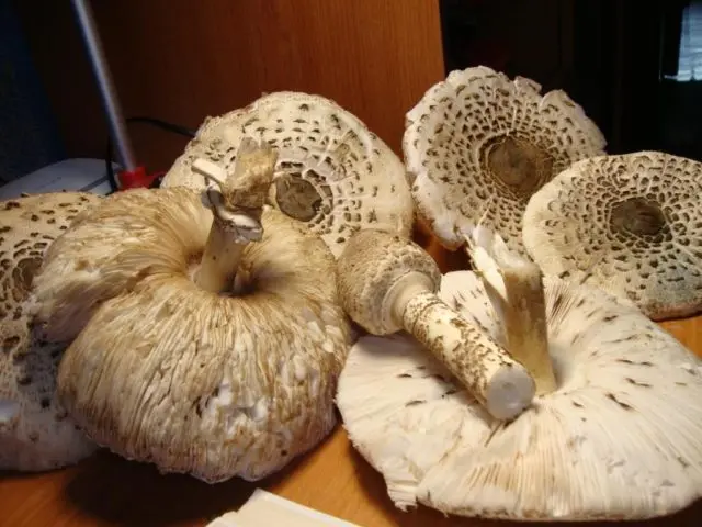 Mushroom umbrella: how to cook for the winter, recipes with photos