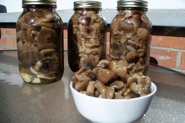 Mushroom umbrella: how to cook for the winter, recipes with photos