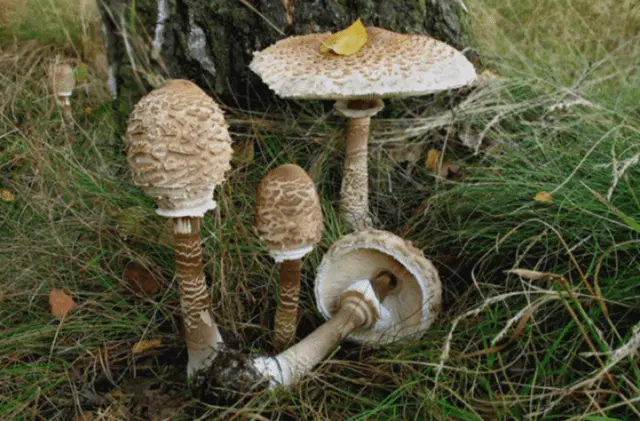 Mushroom umbrella: how to distinguish from poisonous, photo and video