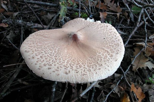 Mushroom umbrella: how to distinguish from poisonous, photo and video