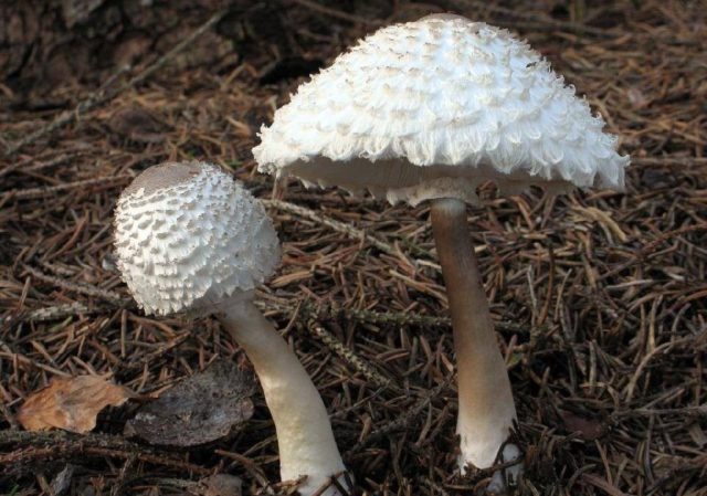 Mushroom umbrella: how to distinguish from poisonous, photo and video