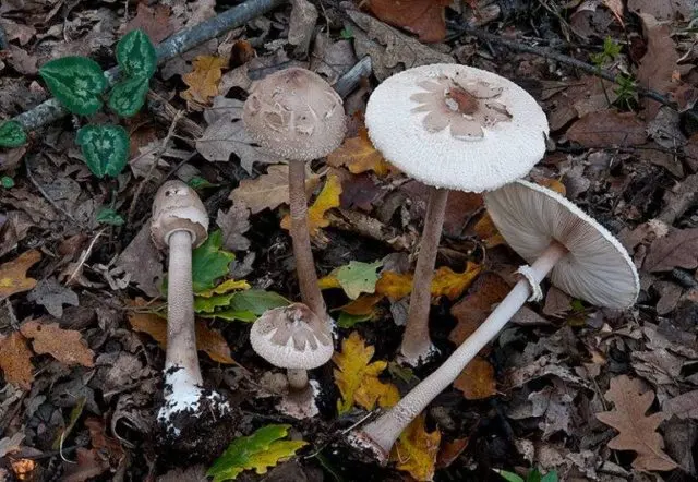 Mushroom umbrella: how to distinguish from poisonous, photo and video