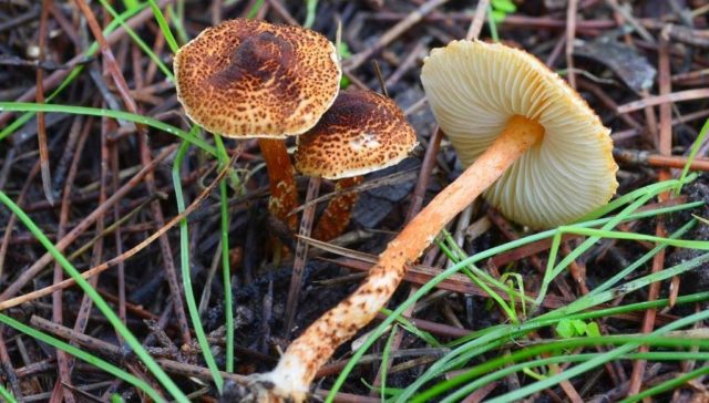 Mushroom umbrella: how to distinguish from poisonous, photo and video