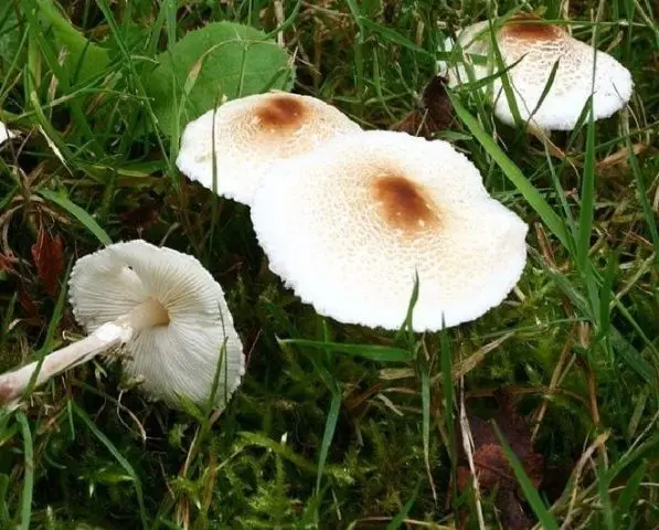 Mushroom umbrella: how to distinguish from poisonous, photo and video