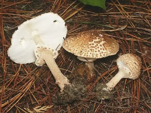 Mushroom umbrella: how to distinguish from poisonous, photo and video