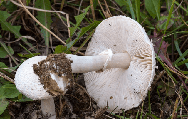 Mushroom umbrella: how to distinguish from poisonous, photo and video