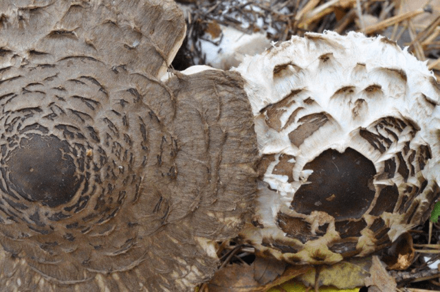 Mushroom umbrella: how to distinguish from poisonous, photo and video