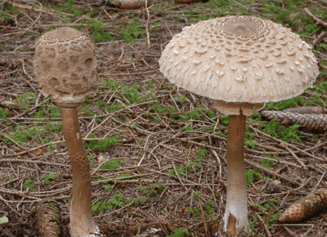 Mushroom umbrella: how to distinguish from poisonous, photo and video