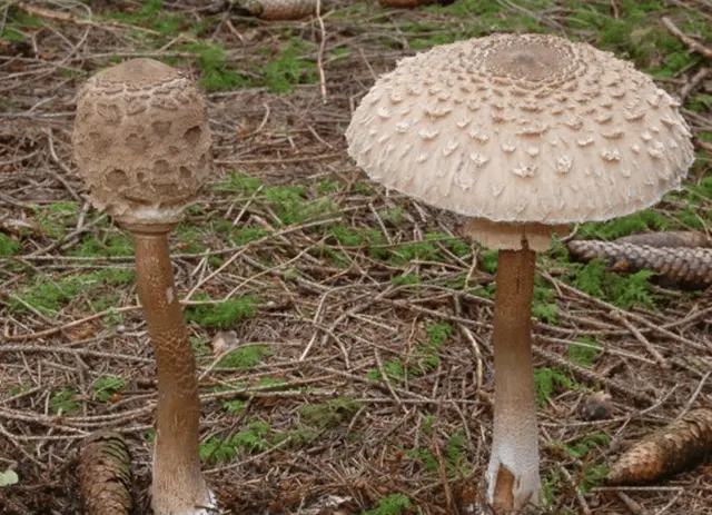 Mushroom umbrella: how to distinguish from poisonous, photo and video