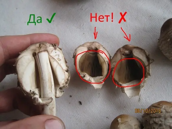 Mushroom umbrella: how to distinguish from poisonous, photo and video