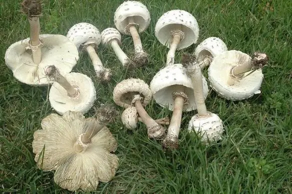 Mushroom umbrella: how to distinguish from poisonous, photo and video