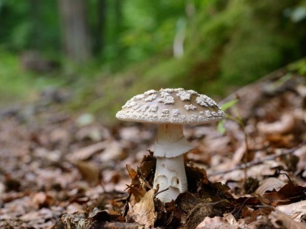 Mushroom umbrella: how to distinguish from poisonous, photo and video