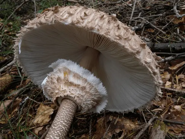 Mushroom umbrella: how to distinguish from poisonous, photo and video