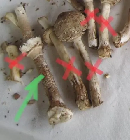 Mushroom umbrella: how to distinguish from poisonous, photo and video