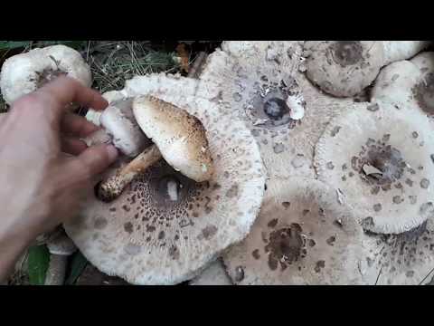 Mushroom umbrella: how to distinguish from poisonous, photo and video