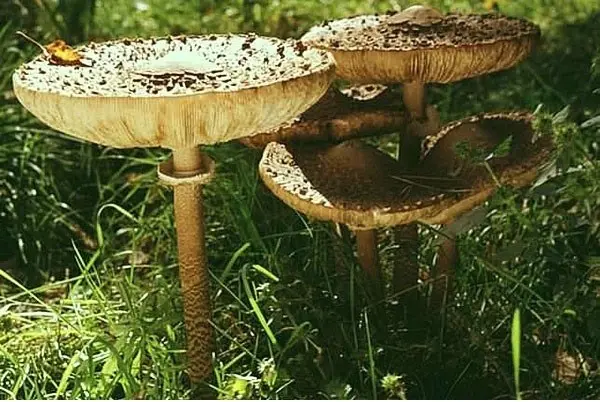 Mushroom umbrella: how to distinguish from poisonous, photo and video