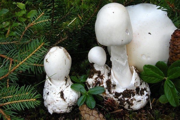 Mushroom umbrella: how to distinguish from poisonous, photo and video