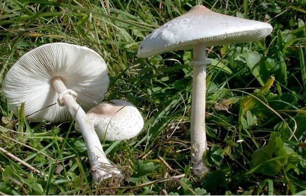 Mushroom umbrella: how to distinguish from poisonous, photo and video