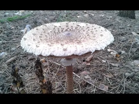 Mushroom umbrella: how to distinguish from poisonous, photo and video