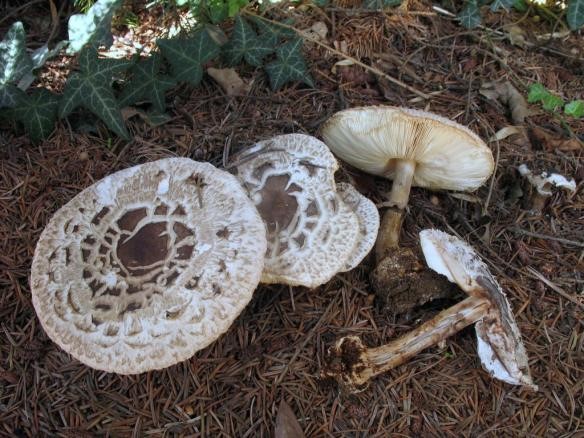 Mushroom umbrella: how to distinguish from poisonous, photo and video