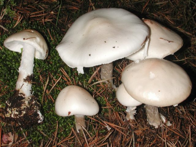 Mushroom umbrella: how to distinguish from poisonous, photo and video