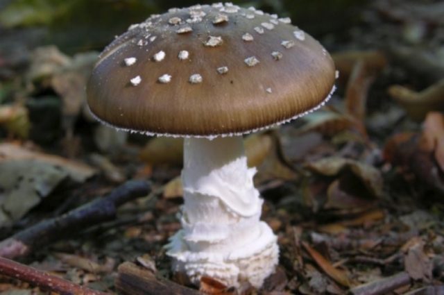 Mushroom umbrella: how to distinguish from poisonous, photo and video