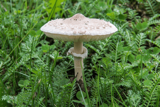 Mushroom umbrella: how to distinguish from poisonous, photo and video