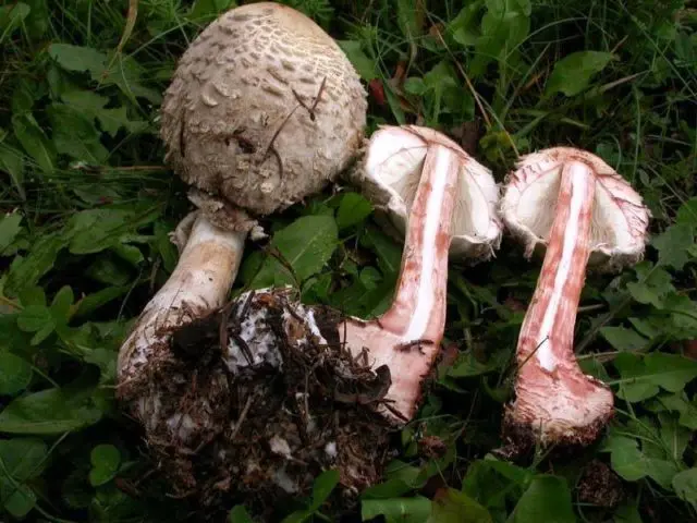 Mushroom umbrella: how to distinguish from poisonous, photo and video