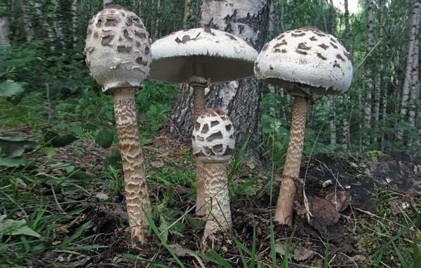 Mushroom umbrella: how to distinguish from poisonous, photo and video