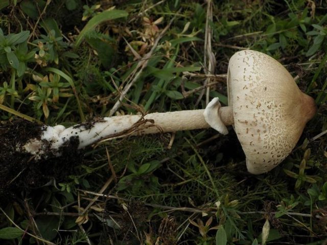 Mushroom umbrella: how to distinguish from poisonous, photo and video