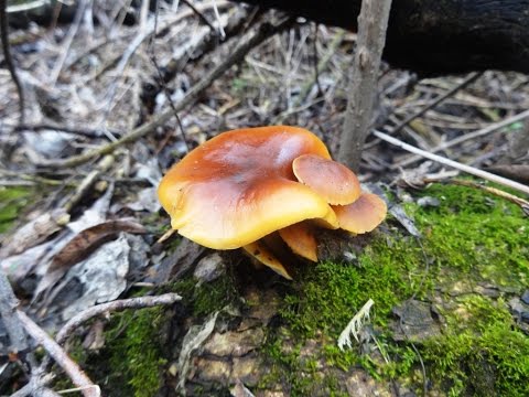 Mushroom winter honey agaric