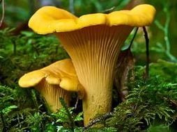 Mushrooms Chanterelle for cleansing the liver and fighting parasites