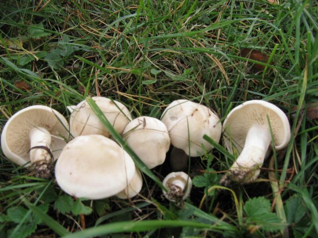 Mushrooms May rows: is it possible to eat, taste