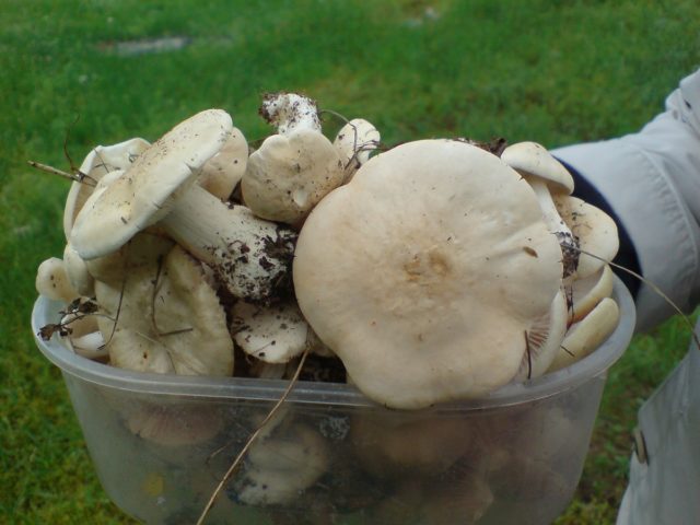 Mushrooms May rows: is it possible to eat, taste