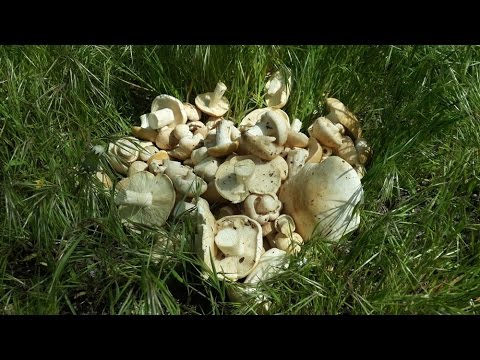 Mushrooms May rows: is it possible to eat, taste