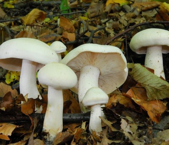 Mushrooms May rows: is it possible to eat, taste