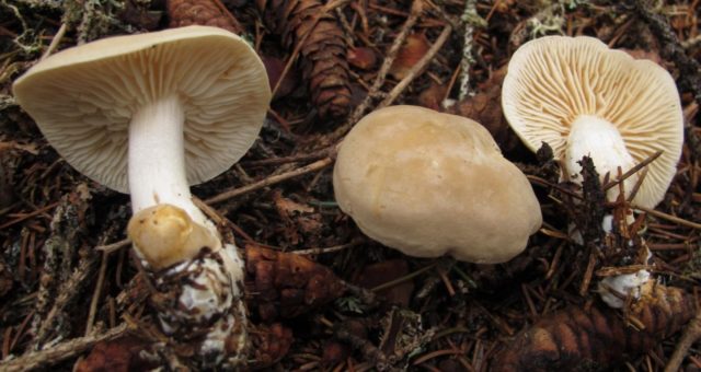 Mushrooms May rows: is it possible to eat, taste