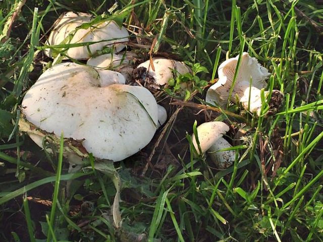 Mushrooms May rows: is it possible to eat, taste