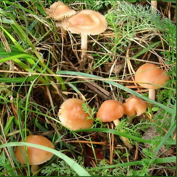 Mushrooms meadow mushrooms: photo and description