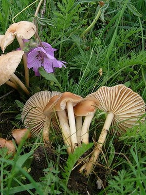 Mushrooms meadow mushrooms: photo and description