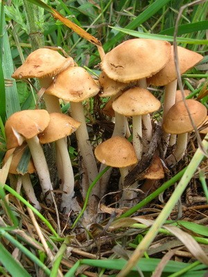 Mushrooms meadow mushrooms: photo and description