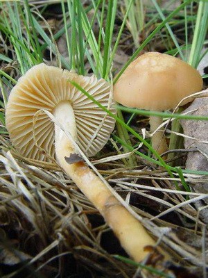 Mushrooms meadow mushrooms: photo and description