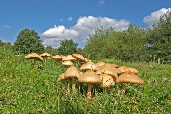 Mushrooms meadow mushrooms: photo and description