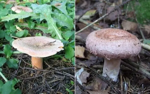 Mushrooms mushrooms and volnushki: difference, photo