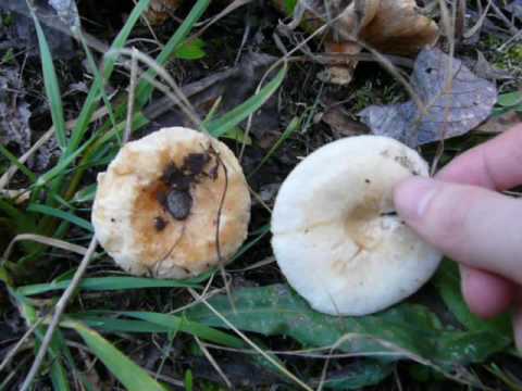 Mushrooms mushrooms and volnushki: difference, photo