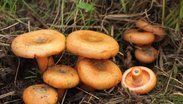 Mushrooms mushrooms and volnushki: difference, photo