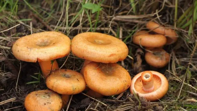 Mushrooms mushrooms and volnushki: difference, photo